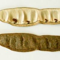 False Acacia